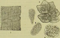 An illustration from The microscope : its history, construction, and application, being a familiar introduction to the use of the instrument, and the study of microscopical science / by Jabez Hogg ; with upwards of five hundred engravings, and coloured illustrations by Tuffen West. (1890)
