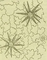 An illustration from The microscope : its history, construction, and application, being a familiar introduction to the use of the instrument, and the study of microscopical science / by Jabez Hogg ; with upwards of five hundred engravings, and coloured illustrations by Tuffen West. (1890)