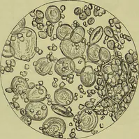 An illustration from The microscope : its history, construction, and application, being a familiar introduction to the use of the instrument, and the study of microscopical science / by Jabez Hogg ; with upwards of five hundred engravings, and coloured illustrations by Tuffen West. (1890)
