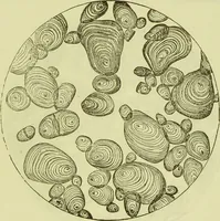 An illustration from The microscope : its history, construction, and application, being a familiar introduction to the use of the instrument, and the study of microscopical science / by Jabez Hogg ; with upwards of five hundred engravings, and coloured illustrations by Tuffen West. (1890)