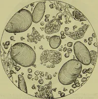 An illustration from The microscope : its history, construction, and application, being a familiar introduction to the use of the instrument, and the study of microscopical science / by Jabez Hogg ; with upwards of five hundred engravings, and coloured illustrations by Tuffen West. (1890)