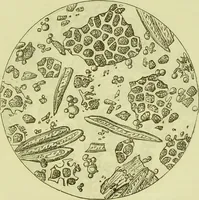 An illustration from The microscope : its history, construction, and application, being a familiar introduction to the use of the instrument, and the study of microscopical science / by Jabez Hogg ; with upwards of five hundred engravings, and coloured illustrations by Tuffen West. (1890)