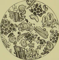 An illustration from The microscope : its history, construction, and application, being a familiar introduction to the use of the instrument, and the study of microscopical science / by Jabez Hogg ; with upwards of five hundred engravings, and coloured illustrations by Tuffen West. (1890)