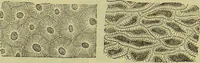 An illustration from The microscope : its history, construction, and application, being a familiar introduction to the use of the instrument, and the study of microscopical science / by Jabez Hogg ; with upwards of five hundred engravings, and coloured illustrations by Tuffen West. (1890)
