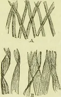An illustration from The microscope : its history, construction, and application, being a familiar introduction to the use of the instrument, and the study of microscopical science / by Jabez Hogg ; with upwards of five hundred engravings, and coloured illustrations by Tuffen West. (1890)