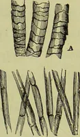 An illustration from The microscope : its history, construction, and application, being a familiar introduction to the use of the instrument, and the study of microscopical science / by Jabez Hogg ; with upwards of five hundred engravings, and coloured illustrations by Tuffen West. (1890)