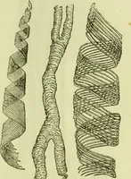 An illustration from The microscope : its history, construction, and application, being a familiar introduction to the use of the instrument, and the study of microscopical science / by Jabez Hogg ; with upwards of five hundred engravings, and coloured illustrations by Tuffen West. (1890)