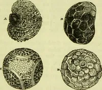 An illustration from The microscope : its history, construction, and application, being a familiar introduction to the use of the instrument, and the study of microscopical science / by Jabez Hogg ; with upwards of five hundred engravings, and coloured illustrations by Tuffen West. (1890)
