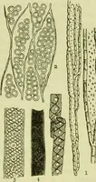 An illustration from The microscope : its history, construction, and application, being a familiar introduction to the use of the instrument, and the study of microscopical science / by Jabez Hogg ; with upwards of five hundred engravings, and coloured illustrations by Tuffen West. (1890)