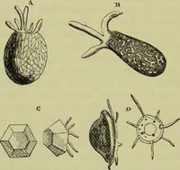 An illustration from The microscope : its history, construction, and application, being a familiar introduction to the use of the instrument, and the study of microscopical science / by Jabez Hogg ; with upwards of five hundred engravings, and coloured illustrations by Tuffen West. (1890)