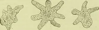 An illustration from The microscope : its history, construction, and application, being a familiar introduction to the use of the instrument, and the study of microscopical science / by Jabez Hogg ; with upwards of five hundred engravings, and coloured illustrations by Tuffen West. (1890)