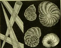 An illustration from The microscope : its history, construction, and application, being a familiar introduction to the use of the instrument, and the study of microscopical science / by Jabez Hogg ; with upwards of five hundred engravings, and coloured illustrations by Tuffen West. (1890)