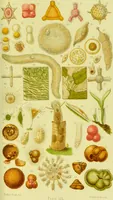 An illustration from The microscope : its history, construction, and application, being a familiar introduction to the use of the instrument, and the study of microscopical science / by Jabez Hogg ; with upwards of five hundred engravings, and coloured illustrations by Tuffen West. (1890)