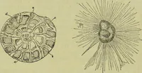 An illustration from The microscope : its history, construction, and application, being a familiar introduction to the use of the instrument, and the study of microscopical science / by Jabez Hogg ; with upwards of five hundred engravings, and coloured illustrations by Tuffen West. (1890)