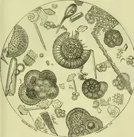An illustration from The microscope : its history, construction, and application, being a familiar introduction to the use of the instrument, and the study of microscopical science / by Jabez Hogg ; with upwards of five hundred engravings, and coloured illustrations by Tuffen West. (1890)