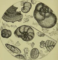 An illustration from The microscope : its history, construction, and application, being a familiar introduction to the use of the instrument, and the study of microscopical science / by Jabez Hogg ; with upwards of five hundred engravings, and coloured illustrations by Tuffen West. (1890)