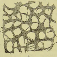 An illustration from The microscope : its history, construction, and application, being a familiar introduction to the use of the instrument, and the study of microscopical science / by Jabez Hogg ; with upwards of five hundred engravings, and coloured illustrations by Tuffen West. (1890)