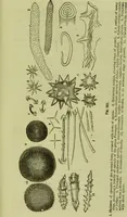 An illustration from The microscope : its history, construction, and application, being a familiar introduction to the use of the instrument, and the study of microscopical science / by Jabez Hogg ; with upwards of five hundred engravings, and coloured illustrations by Tuffen West. (1890)