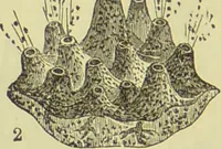 An illustration from The microscope : its history, construction, and application, being a familiar introduction to the use of the instrument, and the study of microscopical science / by Jabez Hogg ; with upwards of five hundred engravings, and coloured illustrations by Tuffen West. (1890)