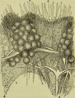 An illustration from The microscope : its history, construction, and application, being a familiar introduction to the use of the instrument, and the study of microscopical science / by Jabez Hogg ; with upwards of five hundred engravings, and coloured illustrations by Tuffen West. (1890)