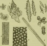 An illustration from The microscope : its history, construction, and application, being a familiar introduction to the use of the instrument, and the study of microscopical science / by Jabez Hogg ; with upwards of five hundred engravings, and coloured illustrations by Tuffen West. (1890)