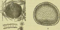 An illustration from The microscope : its history, construction, and application, being a familiar introduction to the use of the instrument, and the study of microscopical science / by Jabez Hogg ; with upwards of five hundred engravings, and coloured illustrations by Tuffen West. (1890)