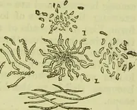 An illustration from The microscope : its history, construction, and application, being a familiar introduction to the use of the instrument, and the study of microscopical science / by Jabez Hogg ; with upwards of five hundred engravings, and coloured illustrations by Tuffen West. (1890)