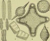 An illustration from The microscope : its history, construction, and application, being a familiar introduction to the use of the instrument, and the study of microscopical science / by Jabez Hogg ; with upwards of five hundred engravings, and coloured illustrations by Tuffen West. (1890)