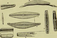 An illustration from The microscope : its history, construction, and application, being a familiar introduction to the use of the instrument, and the study of microscopical science / by Jabez Hogg ; with upwards of five hundred engravings, and coloured illustrations by Tuffen West. (1890)