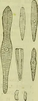 An illustration from The microscope : its history, construction, and application, being a familiar introduction to the use of the instrument, and the study of microscopical science / by Jabez Hogg ; with upwards of five hundred engravings, and coloured illustrations by Tuffen West. (1890)