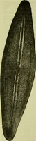 An illustration from The microscope : its history, construction, and application, being a familiar introduction to the use of the instrument, and the study of microscopical science / by Jabez Hogg ; with upwards of five hundred engravings, and coloured illustrations by Tuffen West. (1890)