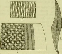 An illustration from The microscope : its history, construction, and application, being a familiar introduction to the use of the instrument, and the study of microscopical science / by Jabez Hogg ; with upwards of five hundred engravings, and coloured illustrations by Tuffen West. (1890)