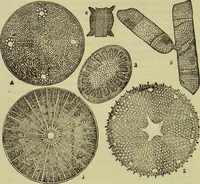 An illustration from The microscope : its history, construction, and application, being a familiar introduction to the use of the instrument, and the study of microscopical science / by Jabez Hogg ; with upwards of five hundred engravings, and coloured illustrations by Tuffen West. (1890)