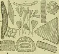 An illustration from The microscope : its history, construction, and application, being a familiar introduction to the use of the instrument, and the study of microscopical science / by Jabez Hogg ; with upwards of five hundred engravings, and coloured illustrations by Tuffen West. (1890)