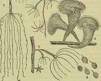 An illustration from The microscope : its history, construction, and application, being a familiar introduction to the use of the instrument, and the study of microscopical science / by Jabez Hogg ; with upwards of five hundred engravings, and coloured illustrations by Tuffen West. (1890)