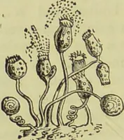An illustration from The microscope : its history, construction, and application, being a familiar introduction to the use of the instrument, and the study of microscopical science / by Jabez Hogg ; with upwards of five hundred engravings, and coloured illustrations by Tuffen West. (1890)