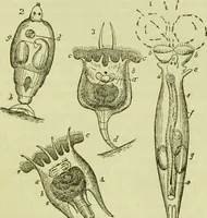 An illustration from The microscope : its history, construction, and application, being a familiar introduction to the use of the instrument, and the study of microscopical science / by Jabez Hogg ; with upwards of five hundred engravings, and coloured illustrations by Tuffen West. (1890)