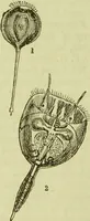 An illustration from The microscope : its history, construction, and application, being a familiar introduction to the use of the instrument, and the study of microscopical science / by Jabez Hogg ; with upwards of five hundred engravings, and coloured illustrations by Tuffen West. (1890)