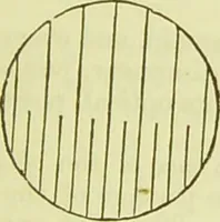 An illustration from The microscope : its history, construction, and application, being a familiar introduction to the use of the instrument, and the study of microscopical science / by Jabez Hogg ; with upwards of five hundred engravings, and coloured illustrations by Tuffen West. (1890)