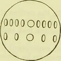 An illustration from The microscope : its history, construction, and application, being a familiar introduction to the use of the instrument, and the study of microscopical science / by Jabez Hogg ; with upwards of five hundred engravings, and coloured illustrations by Tuffen West. (1890)