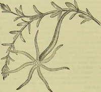 An illustration from The microscope : its history, construction, and application, being a familiar introduction to the use of the instrument, and the study of microscopical science / by Jabez Hogg ; with upwards of five hundred engravings, and coloured illustrations by Tuffen West. (1890)