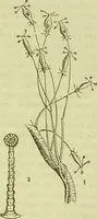 An illustration from The microscope : its history, construction, and application, being a familiar introduction to the use of the instrument, and the study of microscopical science / by Jabez Hogg ; with upwards of five hundred engravings, and coloured illustrations by Tuffen West. (1890)