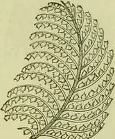 An illustration from The microscope : its history, construction, and application, being a familiar introduction to the use of the instrument, and the study of microscopical science / by Jabez Hogg ; with upwards of five hundred engravings, and coloured illustrations by Tuffen West. (1890)