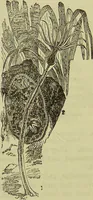 An illustration from The microscope : its history, construction, and application, being a familiar introduction to the use of the instrument, and the study of microscopical science / by Jabez Hogg ; with upwards of five hundred engravings, and coloured illustrations by Tuffen West. (1890)