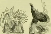 An illustration from The microscope : its history, construction, and application, being a familiar introduction to the use of the instrument, and the study of microscopical science / by Jabez Hogg ; with upwards of five hundred engravings, and coloured illustrations by Tuffen West. (1890)