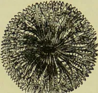 An illustration from The microscope : its history, construction, and application, being a familiar introduction to the use of the instrument, and the study of microscopical science / by Jabez Hogg ; with upwards of five hundred engravings, and coloured illustrations by Tuffen West. (1890)
