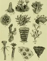 An illustration from The microscope : its history, construction, and application, being a familiar introduction to the use of the instrument, and the study of microscopical science / by Jabez Hogg ; with upwards of five hundred engravings, and coloured illustrations by Tuffen West. (1890)