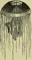 An illustration from The microscope : its history, construction, and application, being a familiar introduction to the use of the instrument, and the study of microscopical science / by Jabez Hogg ; with upwards of five hundred engravings, and coloured illustrations by Tuffen West. (1890)