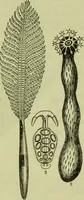An illustration from The microscope : its history, construction, and application, being a familiar introduction to the use of the instrument, and the study of microscopical science / by Jabez Hogg ; with upwards of five hundred engravings, and coloured illustrations by Tuffen West. (1890)