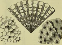 An illustration from The microscope : its history, construction, and application, being a familiar introduction to the use of the instrument, and the study of microscopical science / by Jabez Hogg ; with upwards of five hundred engravings, and coloured illustrations by Tuffen West. (1890)